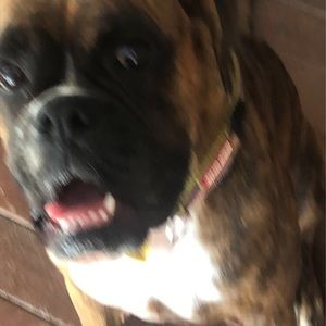 Meet your Posher, Isabella